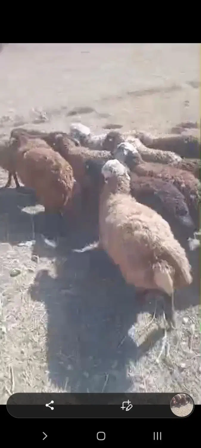 فروش بره ماده|حیوانات مزرعه|ارجمند, |دیوار