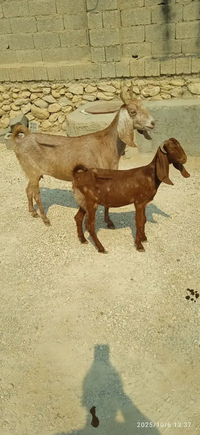 بز و کهره|حیوانات مزرعه|اهرم, |دیوار