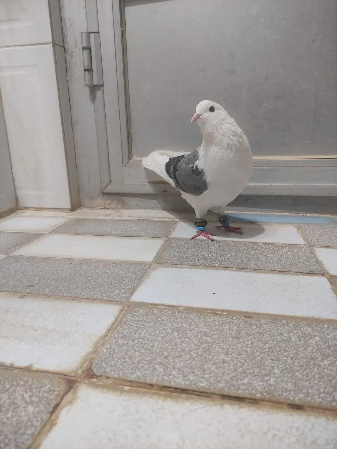 پرشی|بدلیجات|فردوس (خراسان), |دیوار