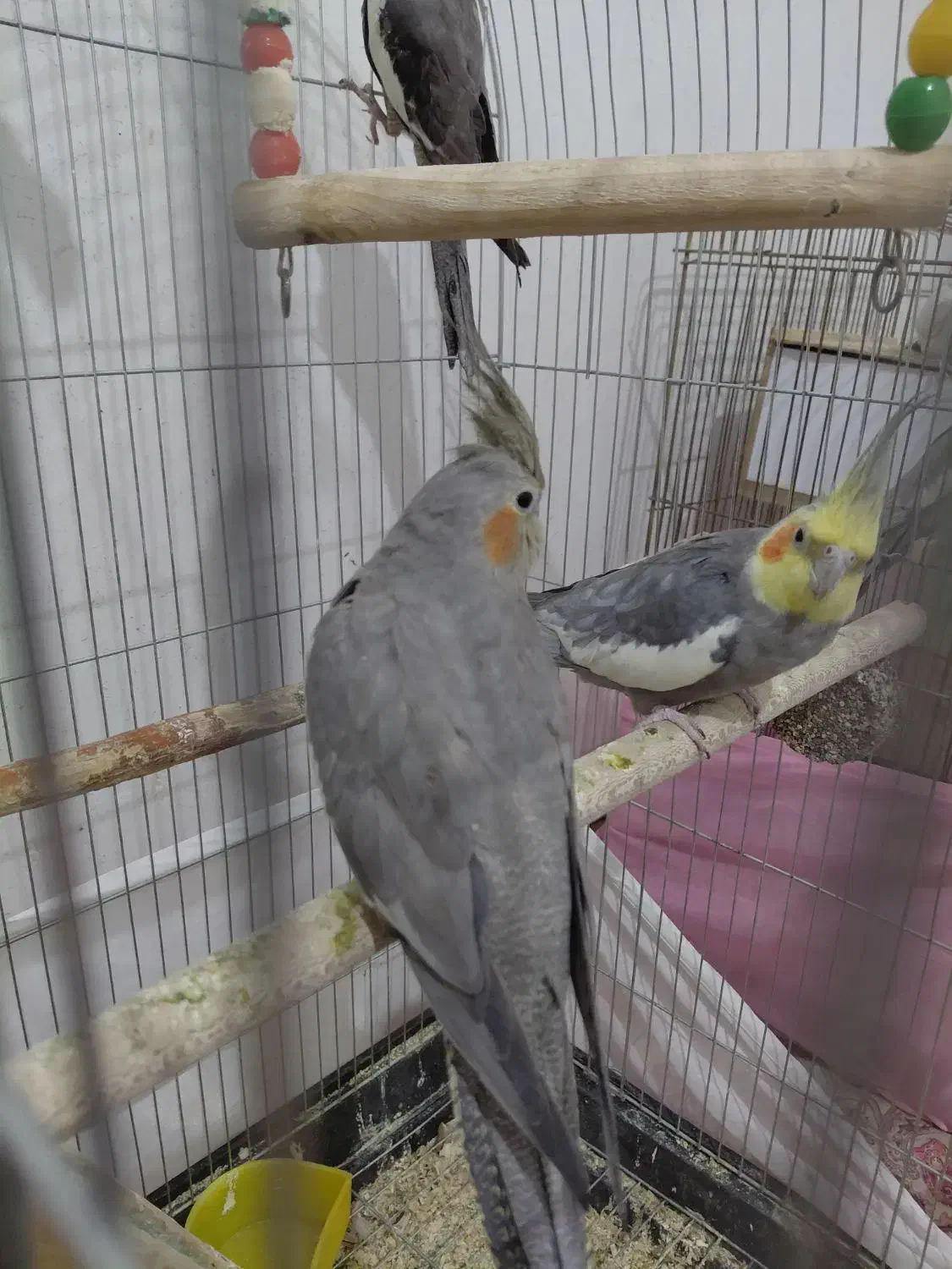 عروس هلندی|پرنده|اصفهان, عمان سامانی|دیوار