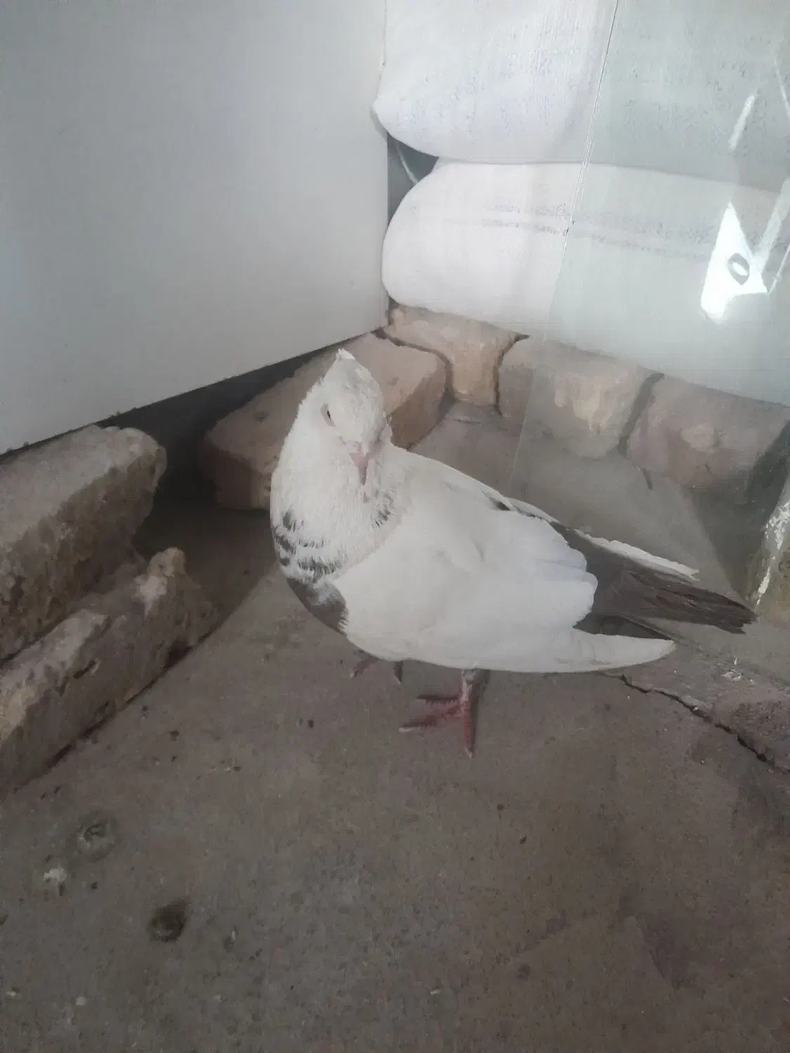 کبوتردم قهوه ای|پرنده|محمدیه-قزوین, |دیوار