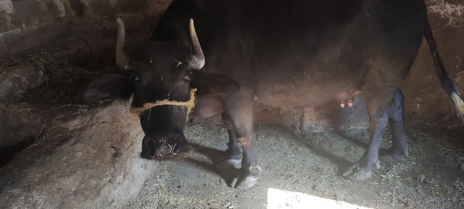 گاومیش|حیوانات مزرعه|کلیبر, |دیوار