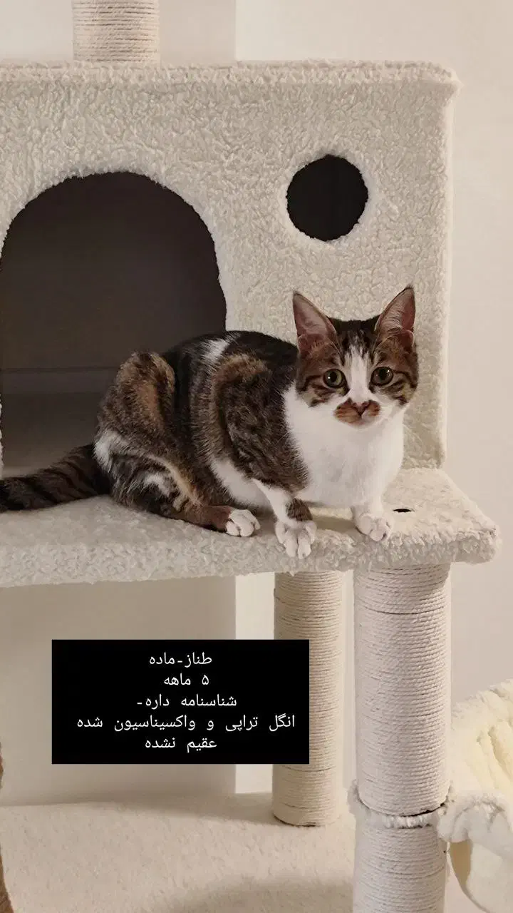 واگذاری رایگان گربه|گربه|بندر انزلی, معلم|دیوار