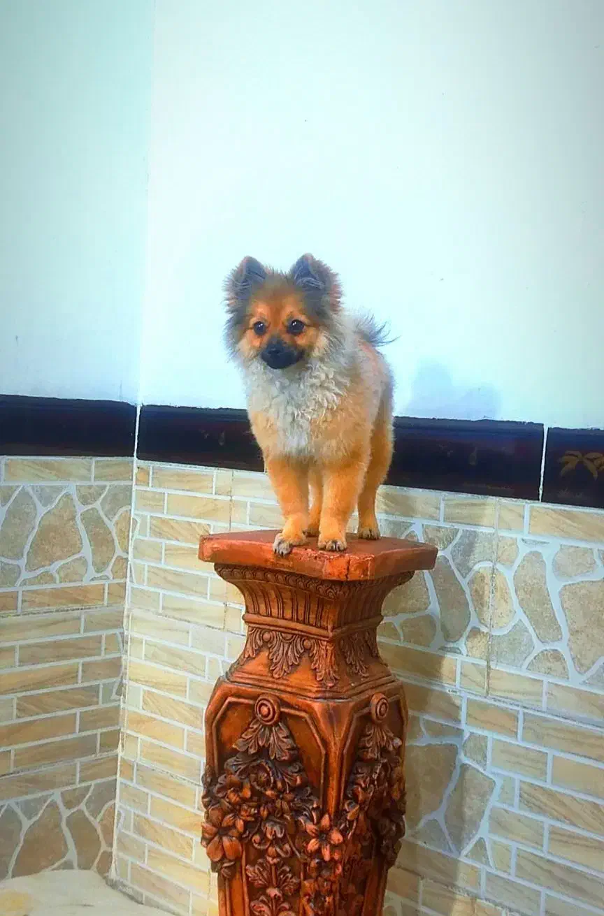 سگ پامرین سایز صفر|سگ|بم, |دیوار