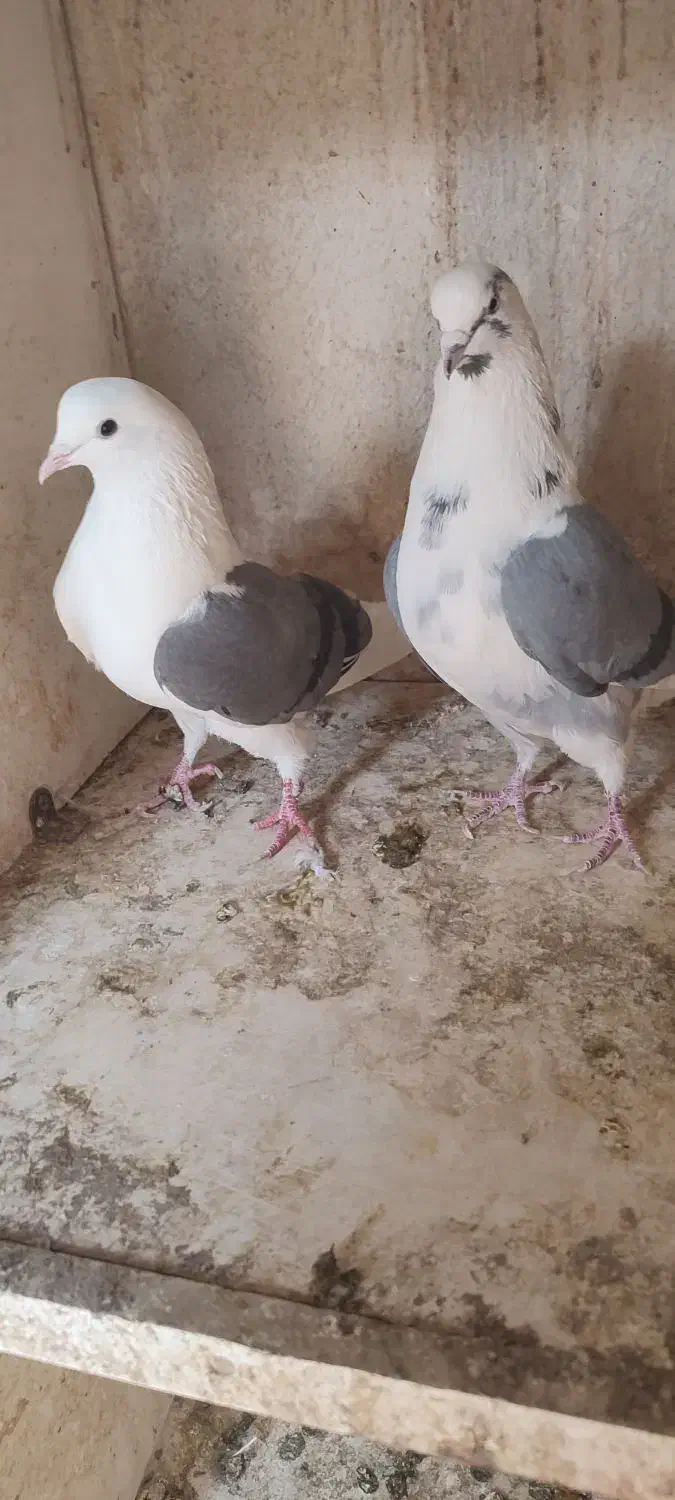 کفتر یا کبوتر|پرنده|قرچک, شهرک گلها|دیوار