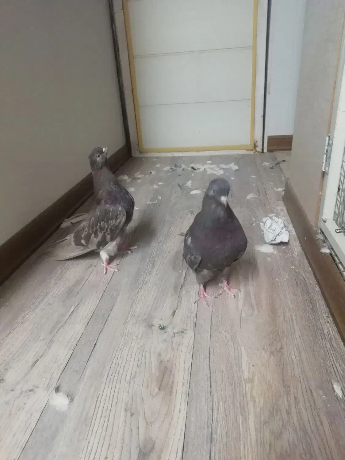 کبوتر سرور|پرنده|اردبیل, |دیوار