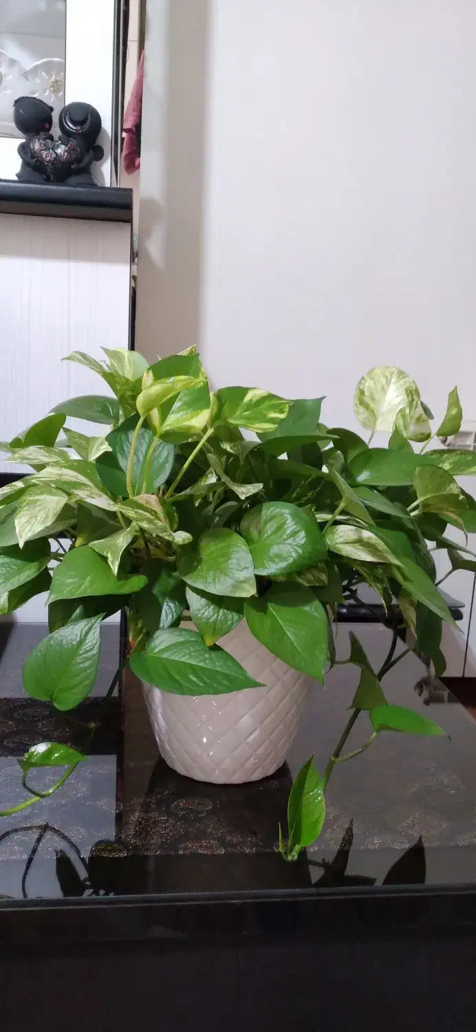 فروش پتوس|گل و گیاه طبیعی|محمدیه-قزوین, |دیوار