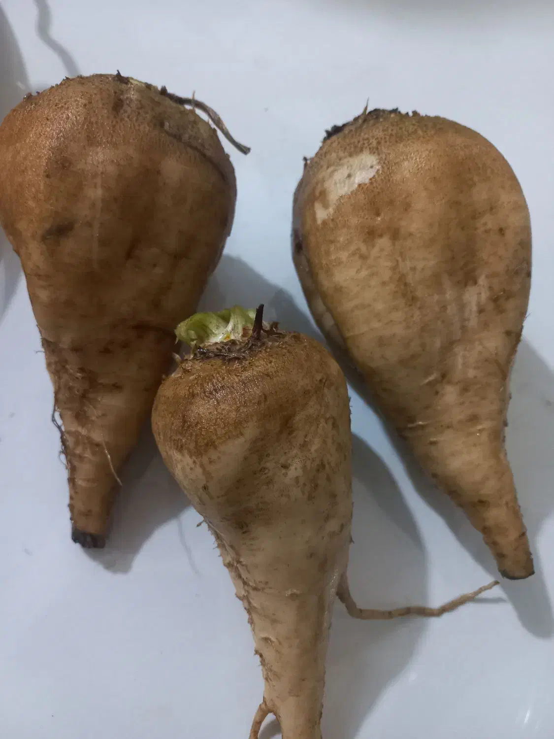 چقندر قند و دورگه|خدمات باغبانی و درختکاری|نیشابور, خط کاشمر|دیوار