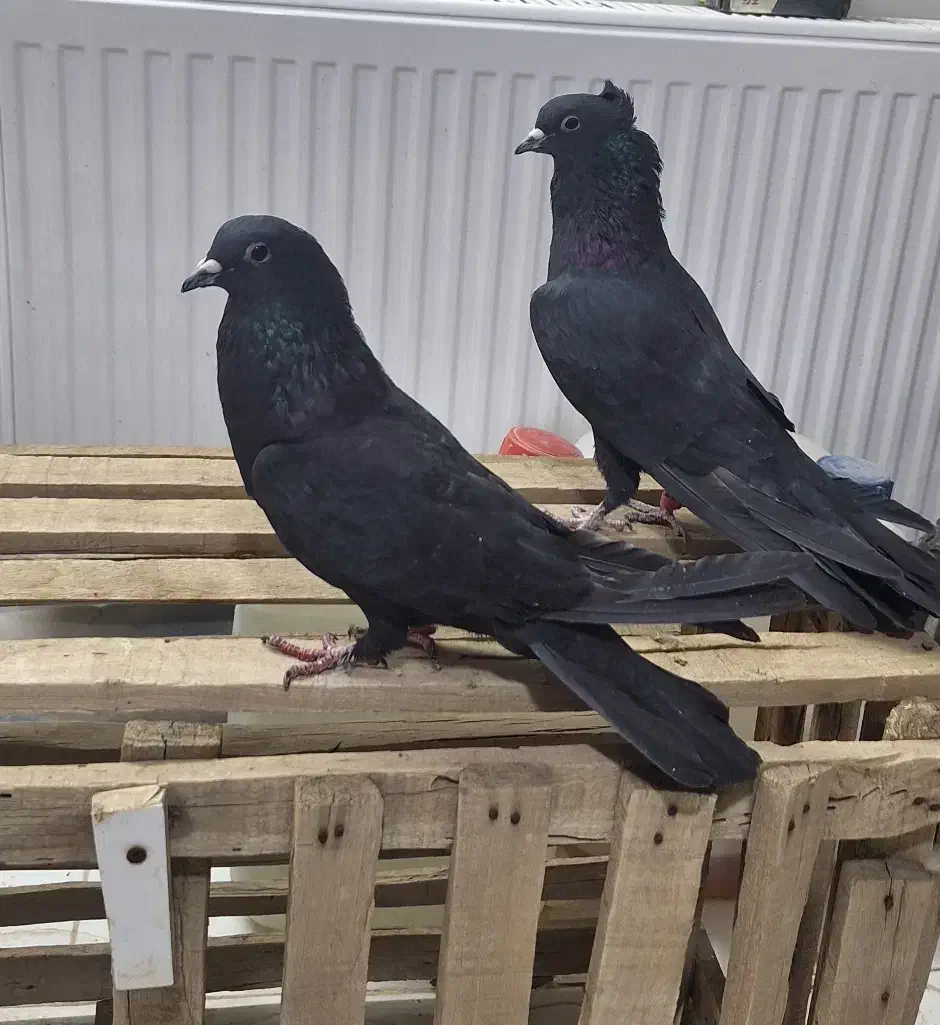 کبوتر|پرنده|اصفهان, ستار|دیوار