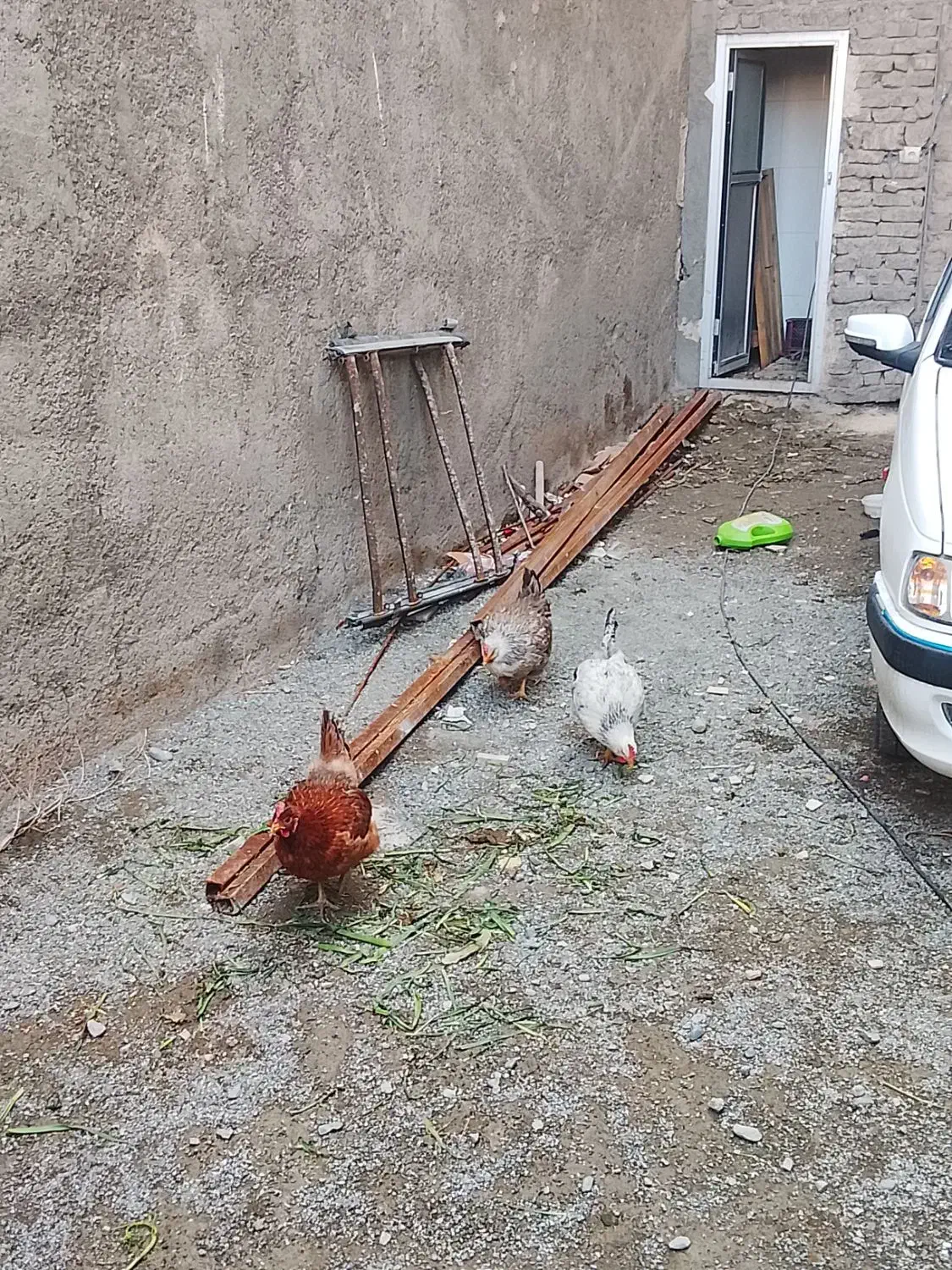 مرغ محلی|حیوانات مزرعه|ماهدشت, |دیوار