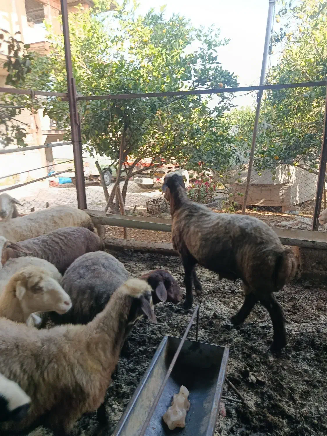 گوسفند نر قوچ|حیوانات مزرعه|آکند, |دیوار