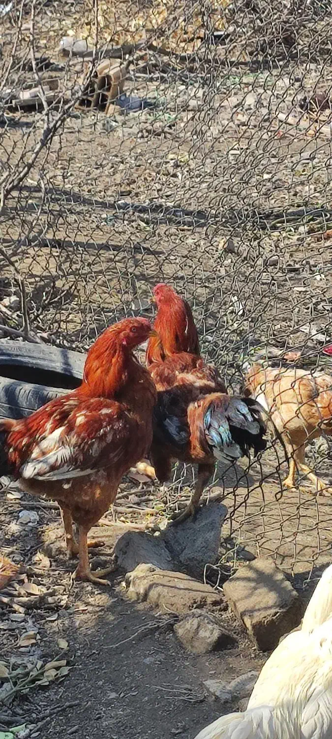 خروس|حیوانات مزرعه|مشهد, منزل آباد|دیوار