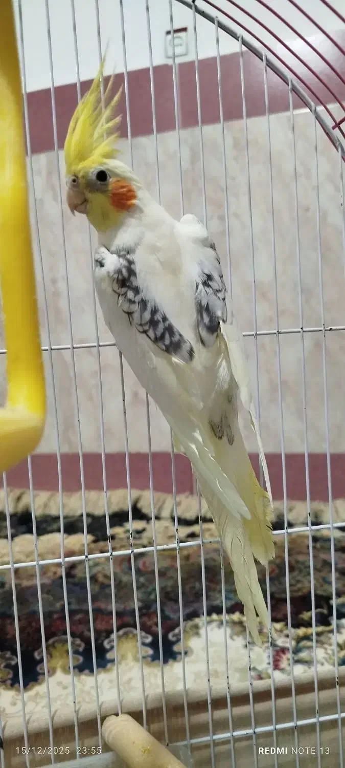 عروس هلندی نر|پرنده|کلاله, |دیوار