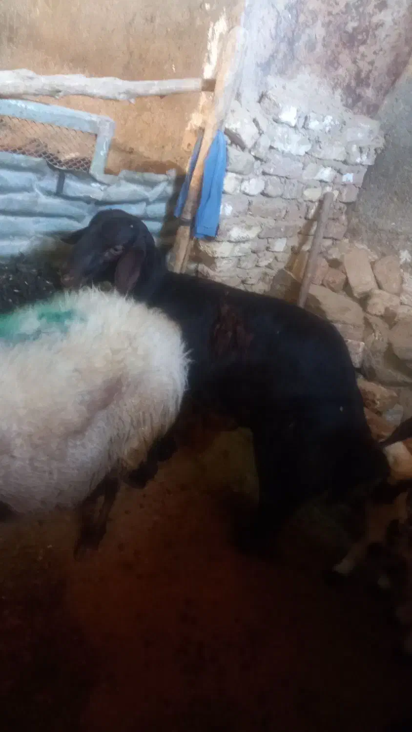 قره قزل اصل|حیوانات مزرعه|الیگودرز, |دیوار