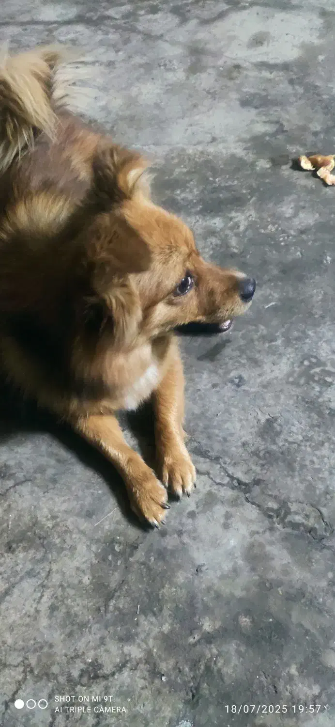 سگ اشپیتز گمشده،|سگ|کرمانشاه, |دیوار