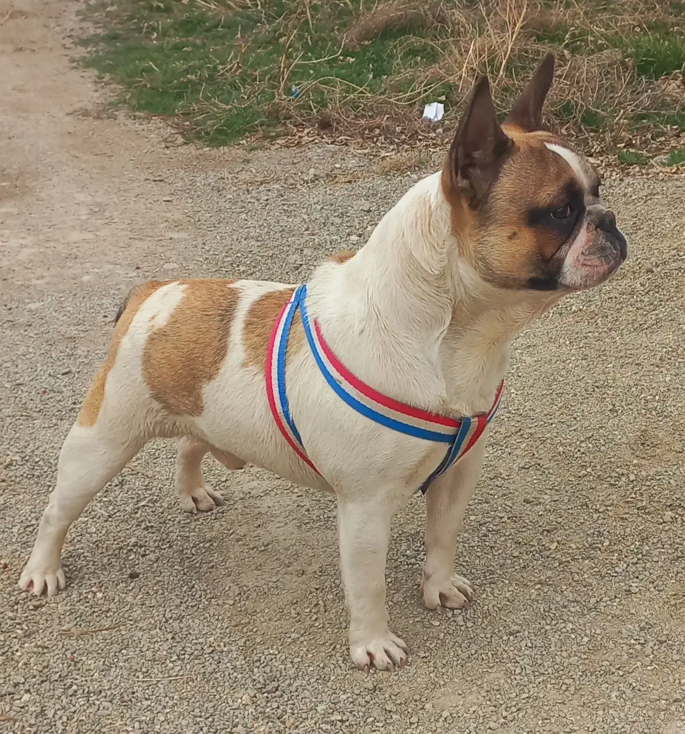 باسلام چهار قلاده پاکوتاه سگ|سگ|ارومیه, |دیوار