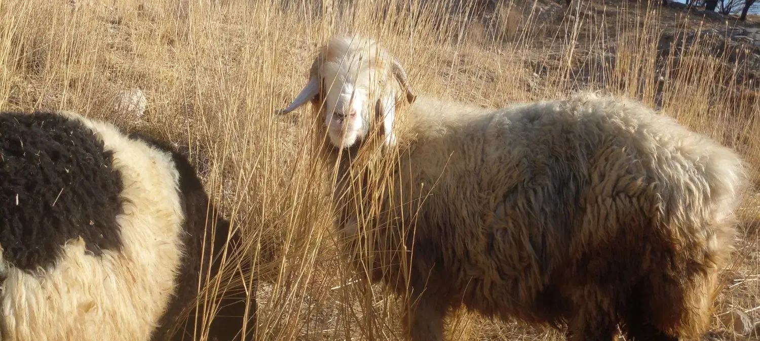 میش داشتی(بز بره قوچ)|حیوانات مزرعه|کوهرنگ, |دیوار