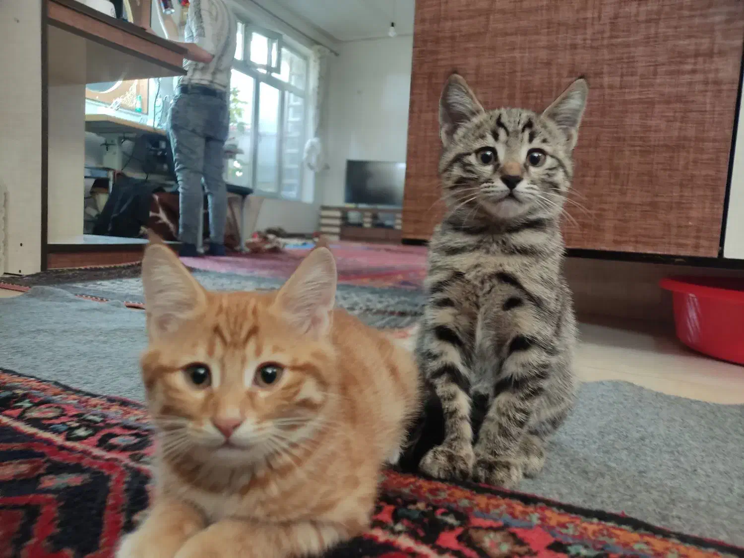 ۲عدد بچه گربه نر ۲ماهه خانگی|گربه|تبریز, |دیوار