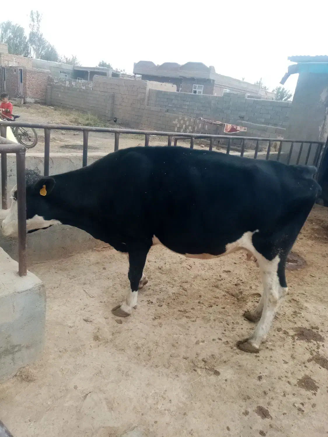 4 ماه ضمانتی آبستن می باشد 7کیلوشیر|حیوانات مزرعه|فیروزآباد (آذربایجان), |دیوار