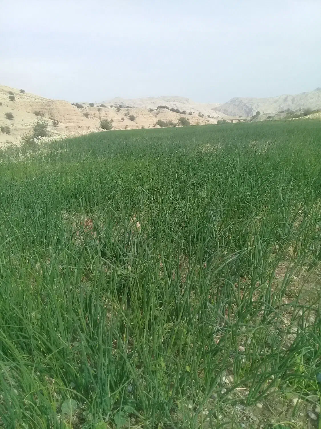 فروش تیم پیازوترپیاز|خوردنی و آشامیدنی|دهدشت, |دیوار