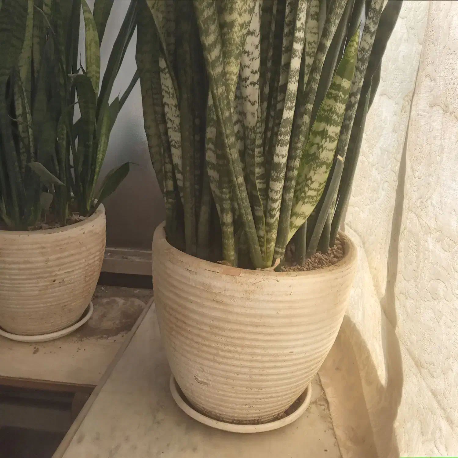 گل وگیاه|گل و گیاه طبیعی|تهران, سازمان برنامه جنوبی|دیوار