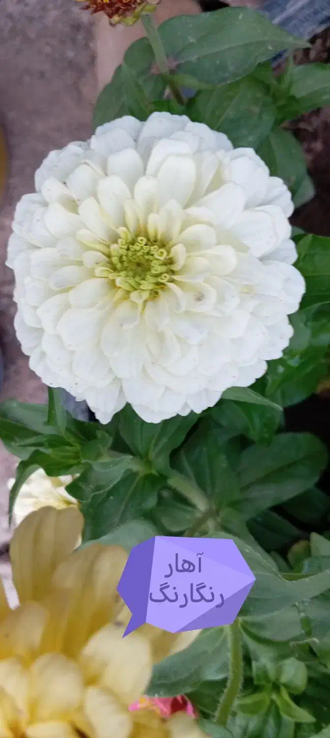 بذرگل|گل و گیاه طبیعی|شنبه و طسوج, |دیوار