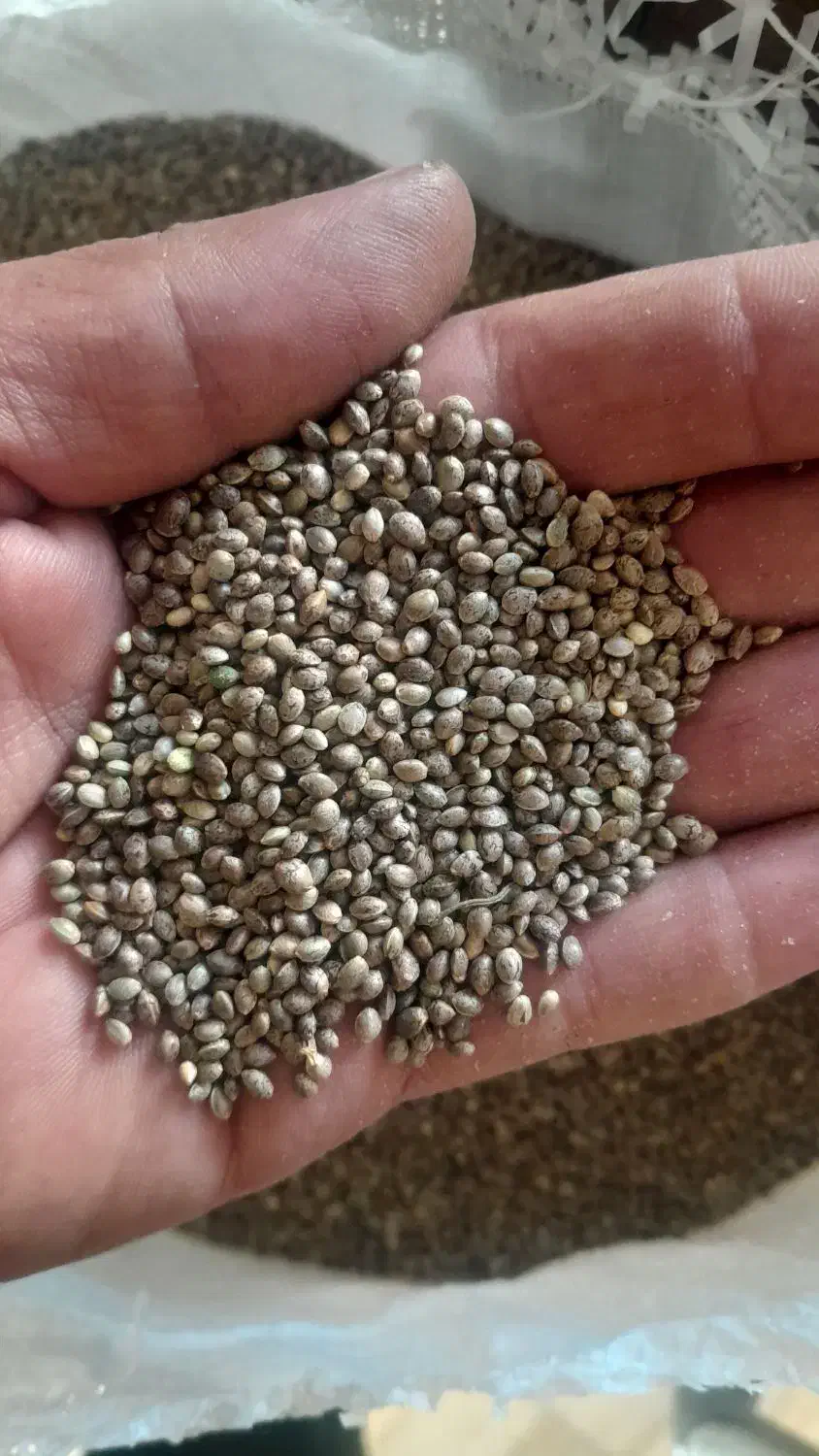 شاهدانه ریز سراب برای سهره وسهره قناری|لوازم جانبی حیوانات|سرعین, |دیوار