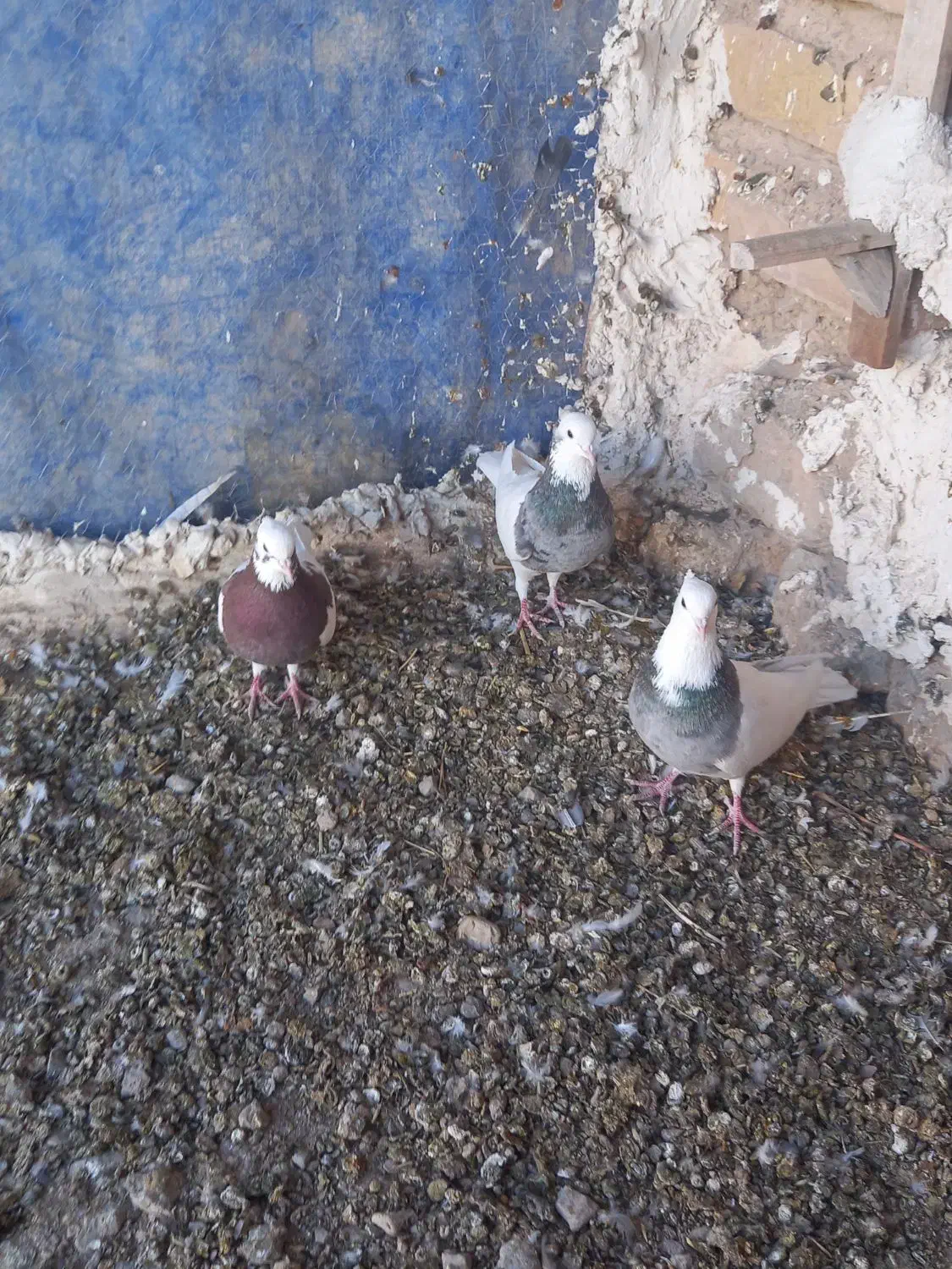 کفتر|پرنده|سیدان, |دیوار