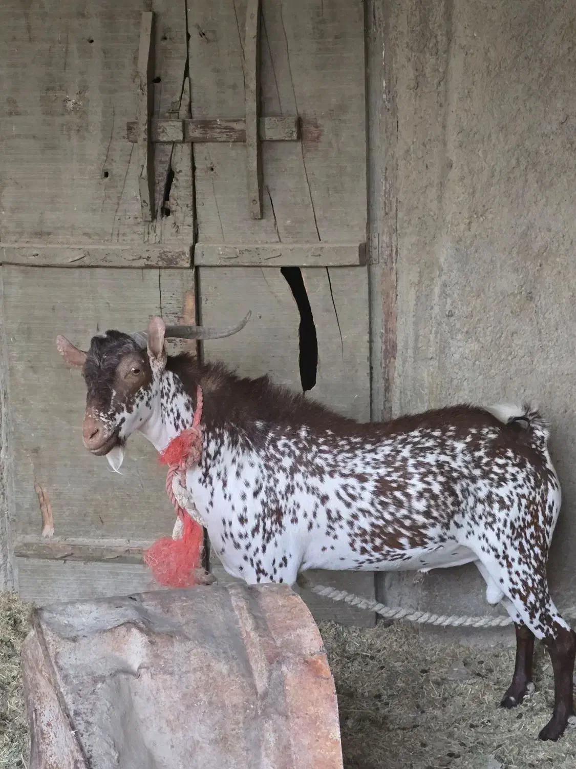 کهره ی نرصلاله داشتی|حیوانات مزرعه|خمیر, |دیوار