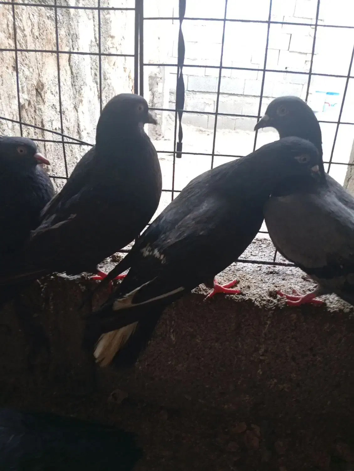 کبوتر|پرنده|خورموج, |دیوار