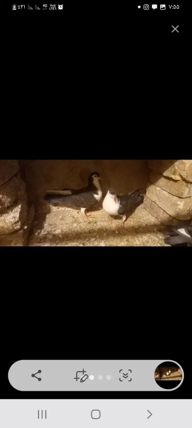 کبوتر چادری یا دمگیر|پرنده|زیباشهر, |دیوار