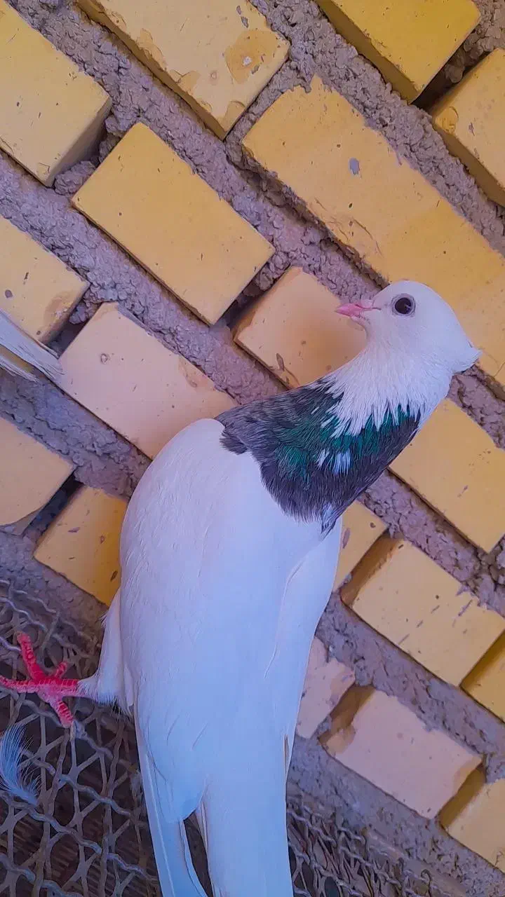 طوقی|پرنده|شادگان, |دیوار