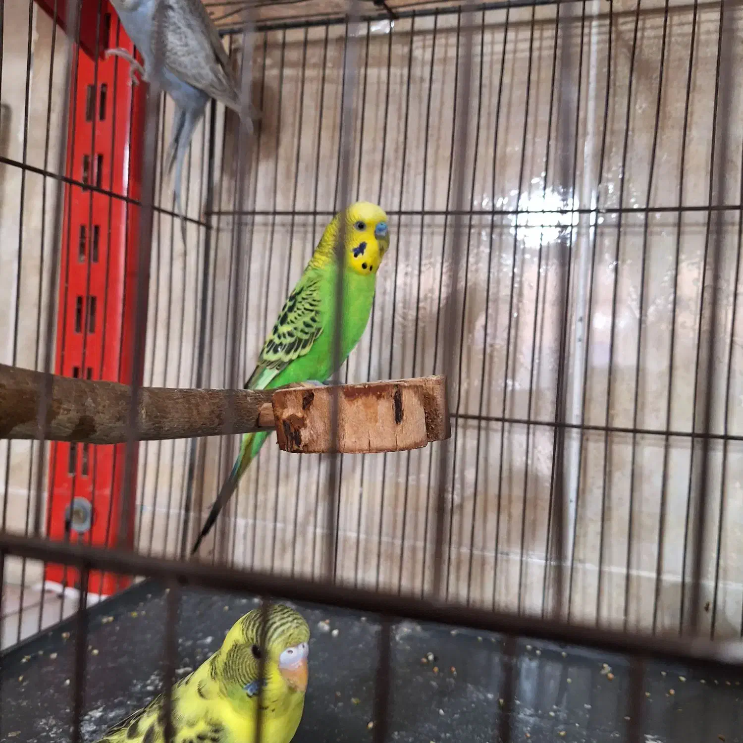 مرغ عشق|پرنده|هشتگرد, شهرک راه آهن|دیوار