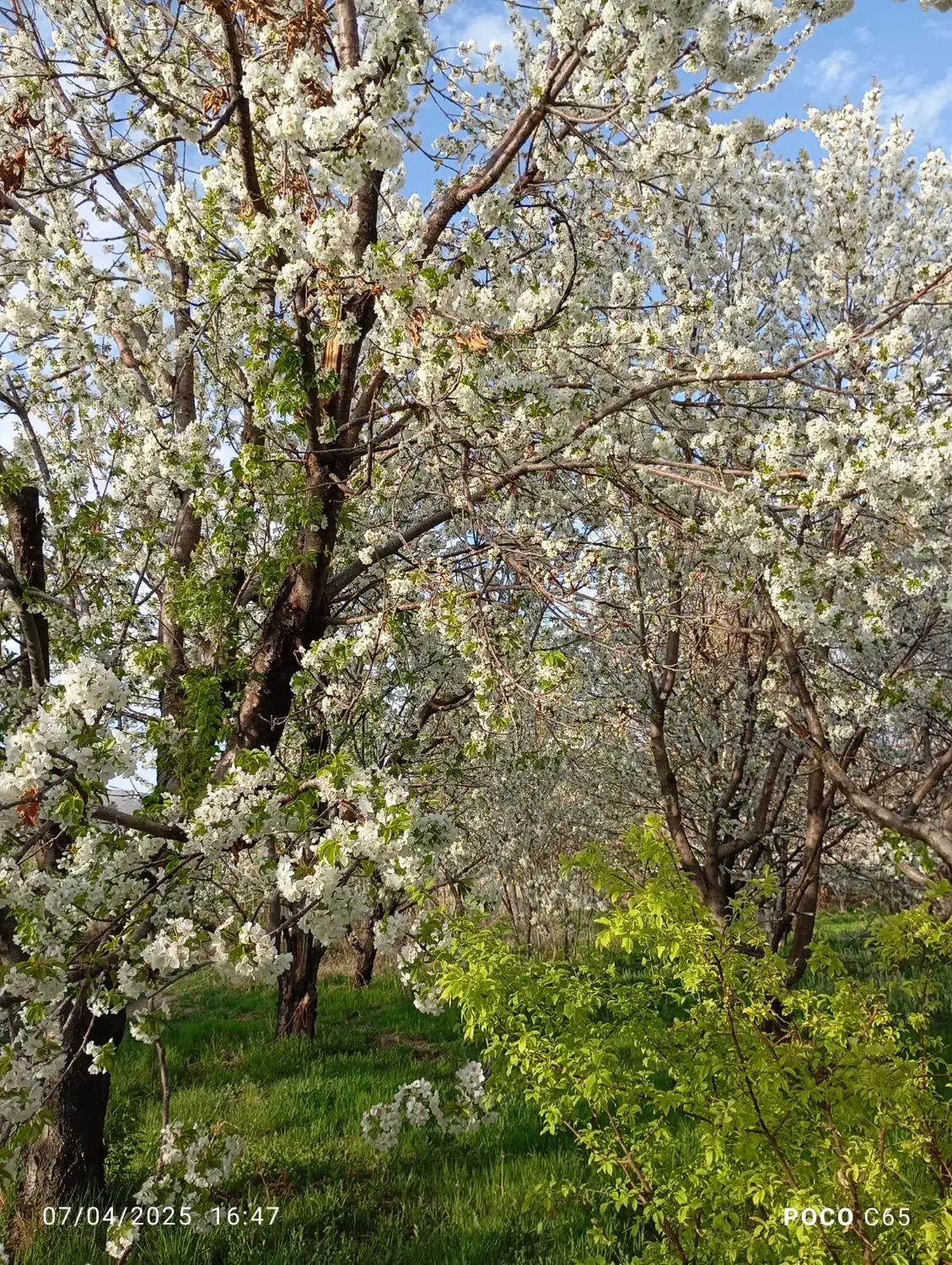 زمین و باغ|فروش دفتر صنعتی، کشاورزی، تجاری|اسفراین, |دیوار