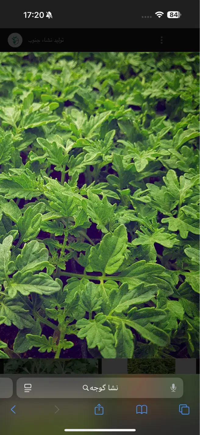 تولید نشا|خدمات باغبانی و درختکاری|دزفول, |دیوار