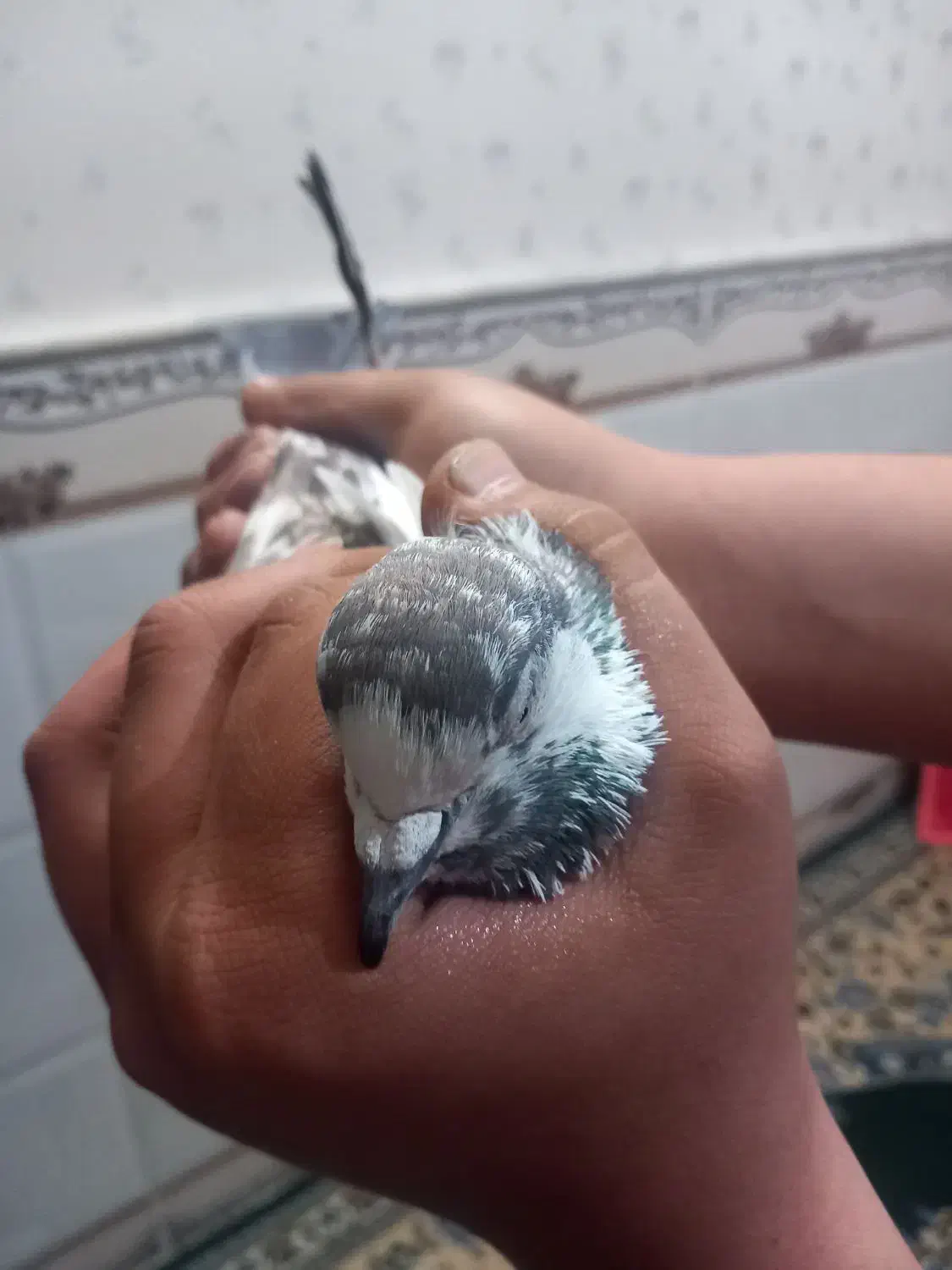 نر.|پرنده|قم, محمد آباد|دیوار