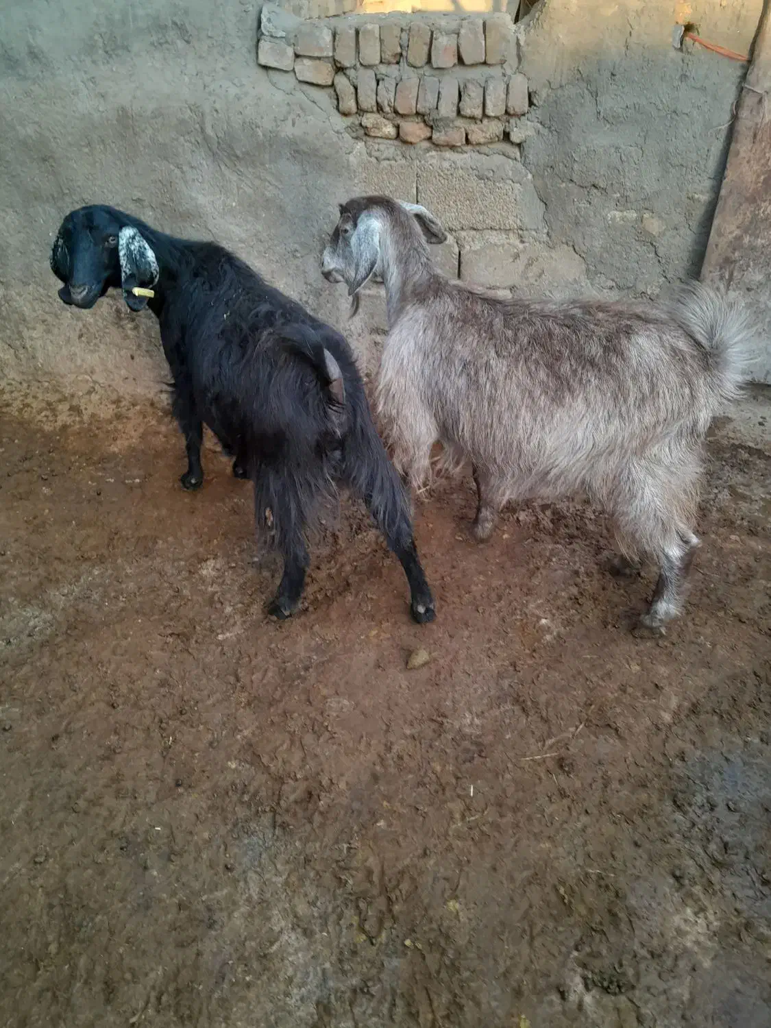 بزآبستن|حیوانات مزرعه|صحنه, |دیوار