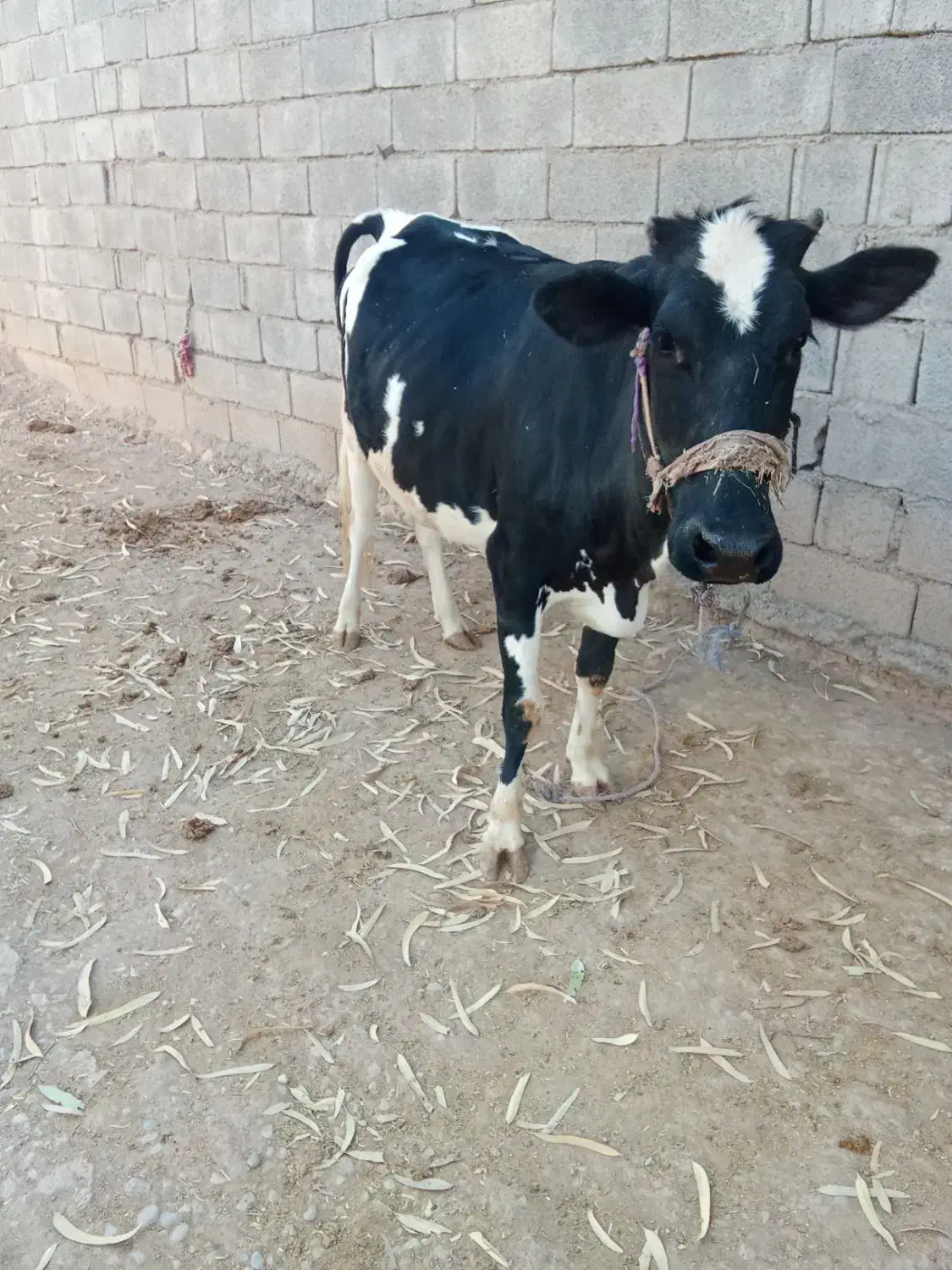 گاو و گوساله و گاو ابستن|حیوانات مزرعه|کوهدشت, |دیوار