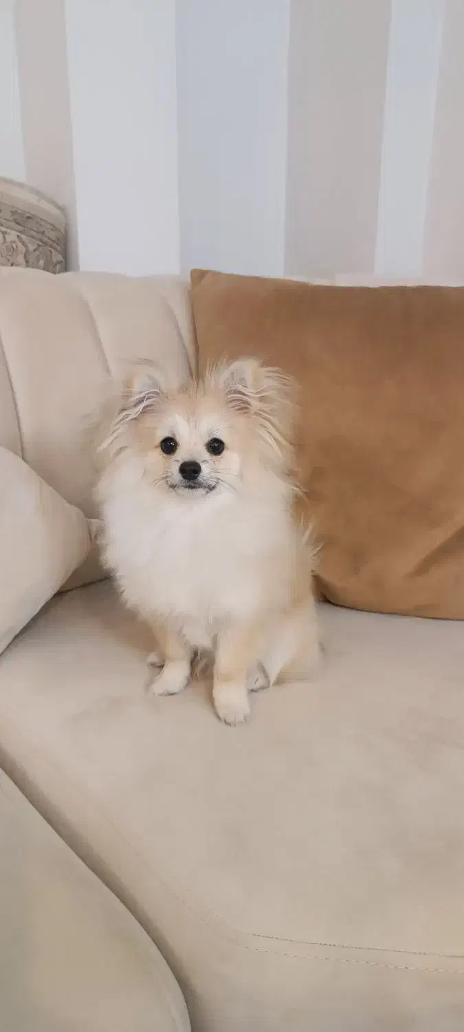 واگذاری پامر میکس غیر رایگان|سگ|مشهد, ویلاشهر|دیوار