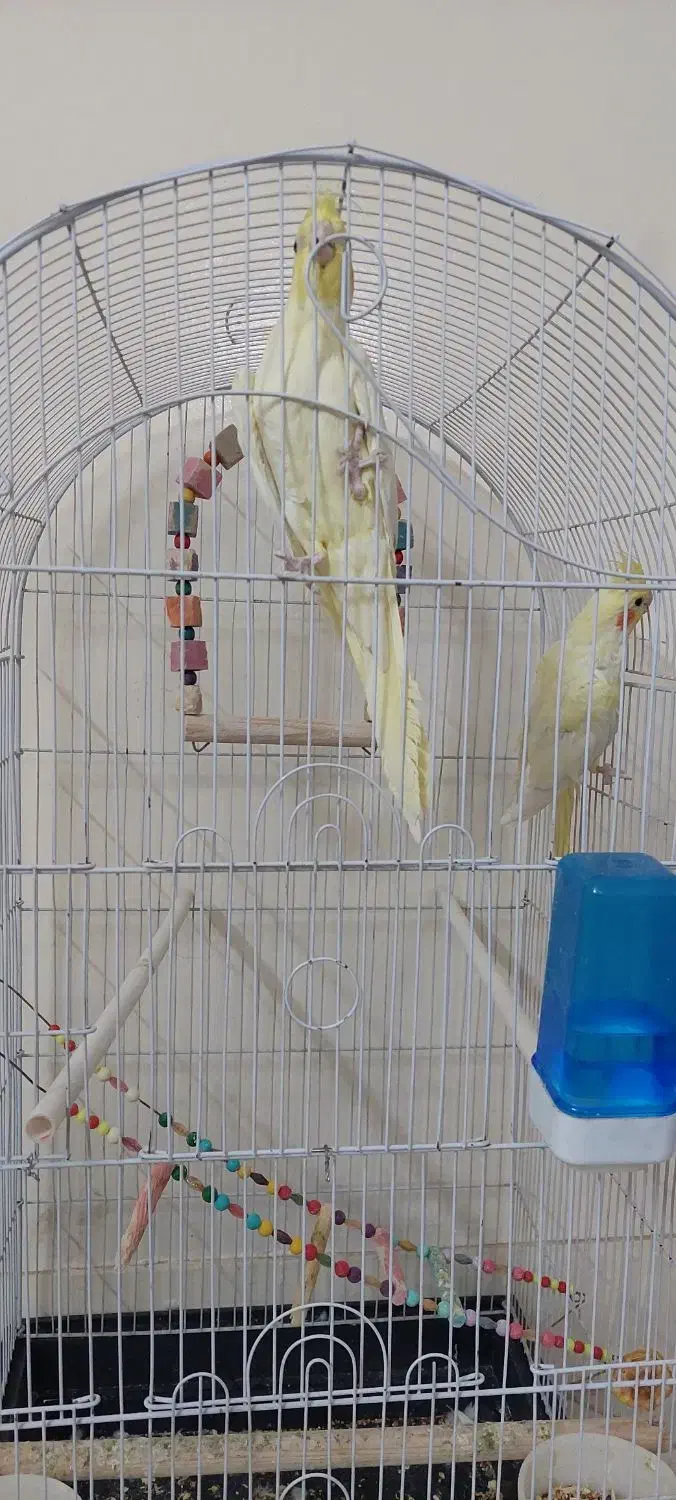 عروس هلندی|پرنده|خلجستان, |دیوار