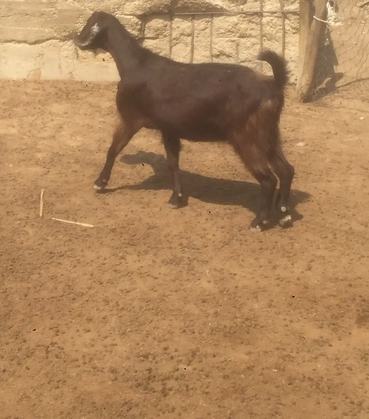 بز کهره روستای کلل|حیوانات مزرعه|آبپخش, |دیوار