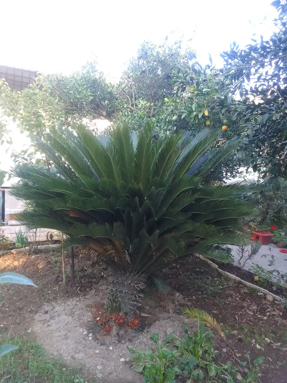 فروش گل سیکاس ۱۵ ساله|گل و گیاه طبیعی|بهشهر, |دیوار