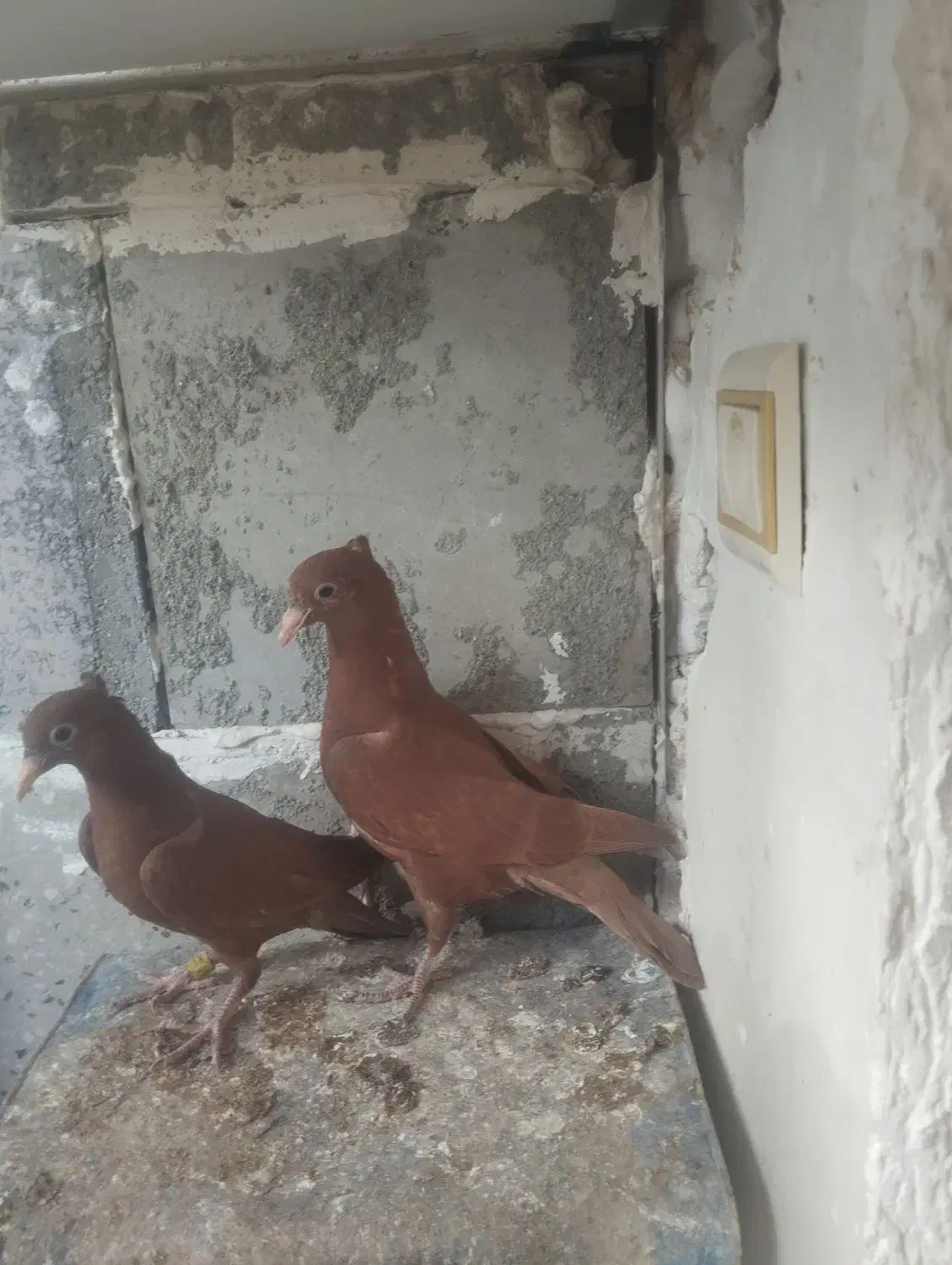 سرخ|پرنده|تربتحیدریه, دیزقند|دیوار