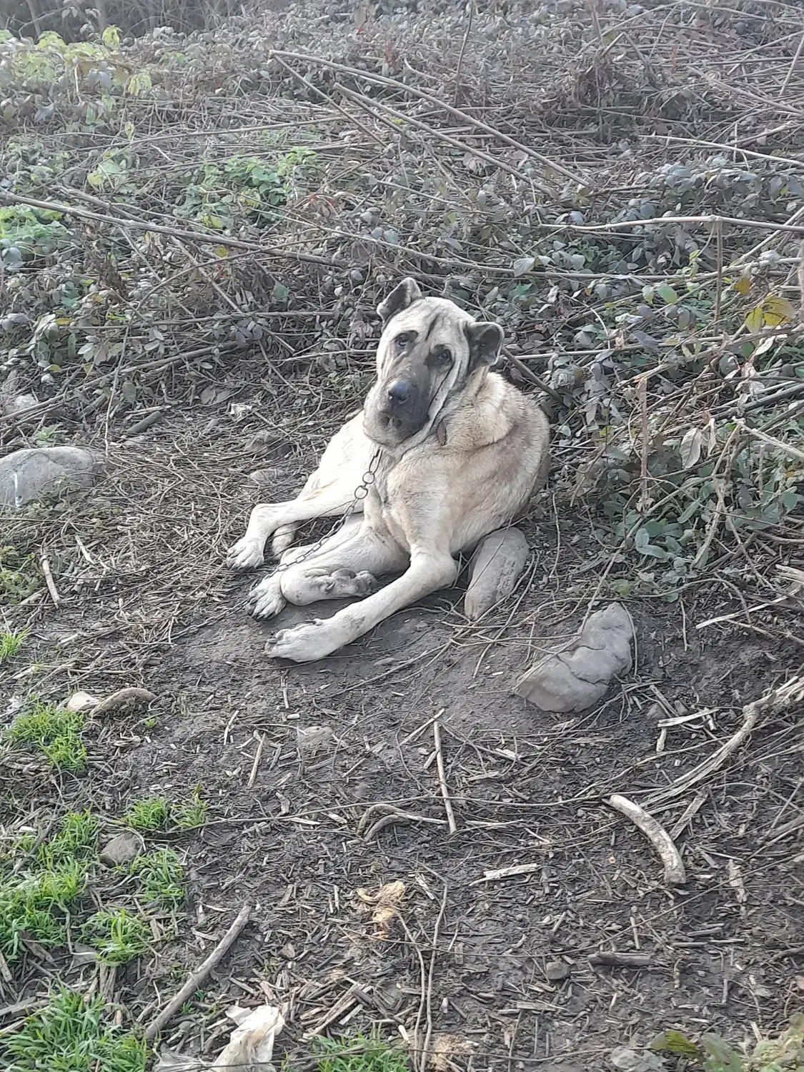 سگ  نر سراب درشت.|سگ|رشت, کوی فکوری|دیوار