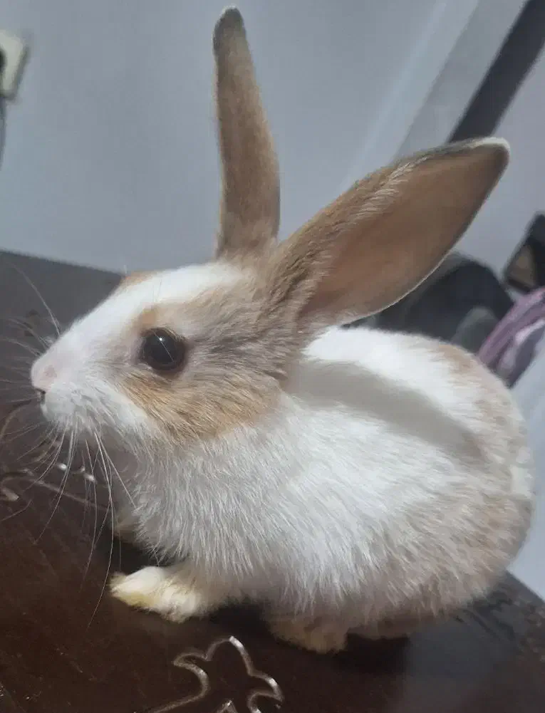 خرگوش|موش و خرگوش|شهریار, شهریار|دیوار