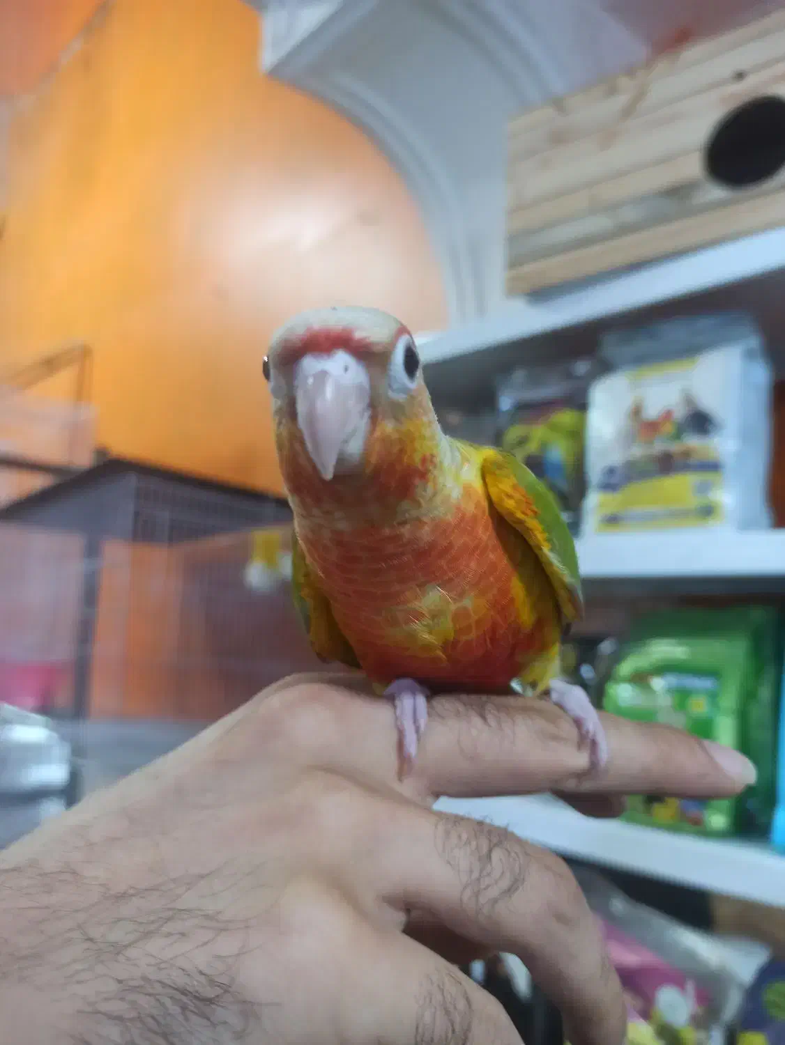 طوطی گرینچیک ها دبل رد کلکسیونی|پرنده|قائمشهر, |دیوار