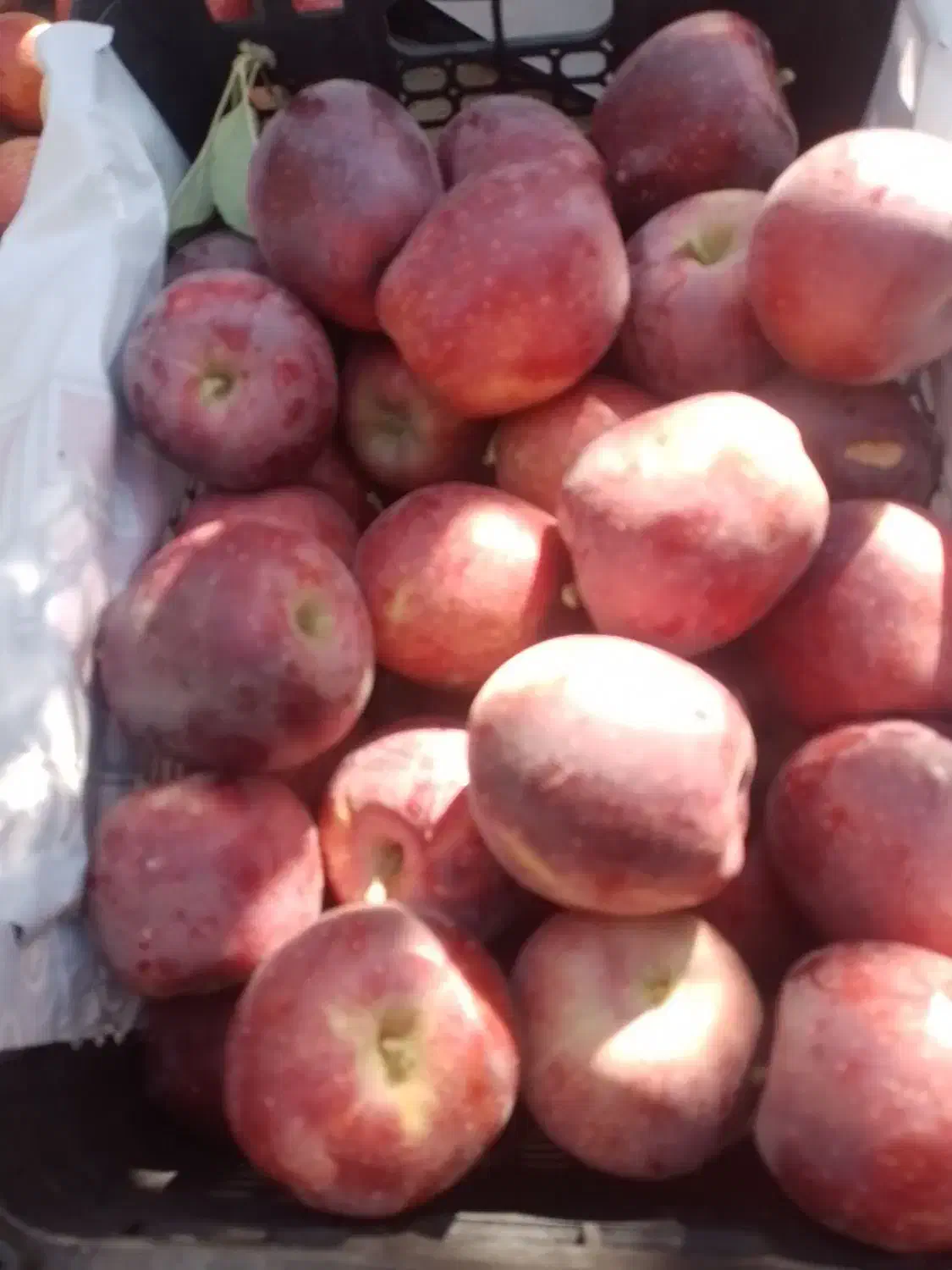 سیب شیخمیری درجه یک|خوردنی و آشامیدنی|سارال, |دیوار