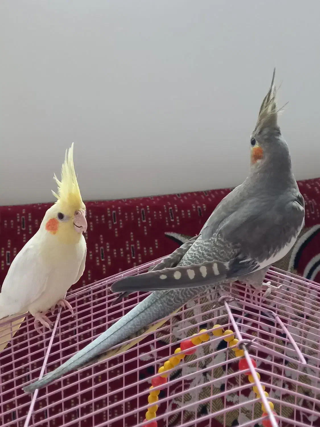 عروس هلندی|پرنده|رودسر, |دیوار