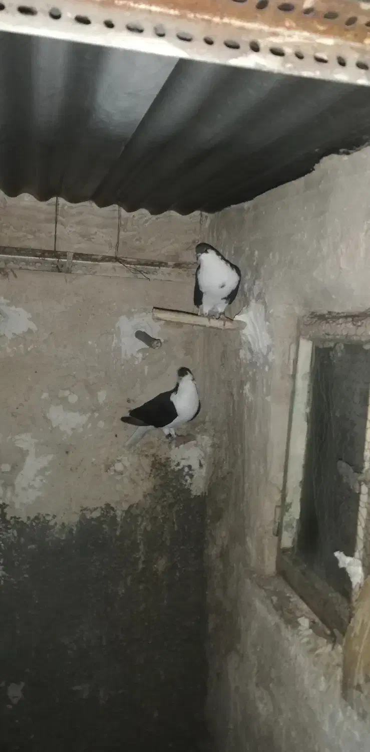 کبوتر|پرنده|لنجان, |دیوار