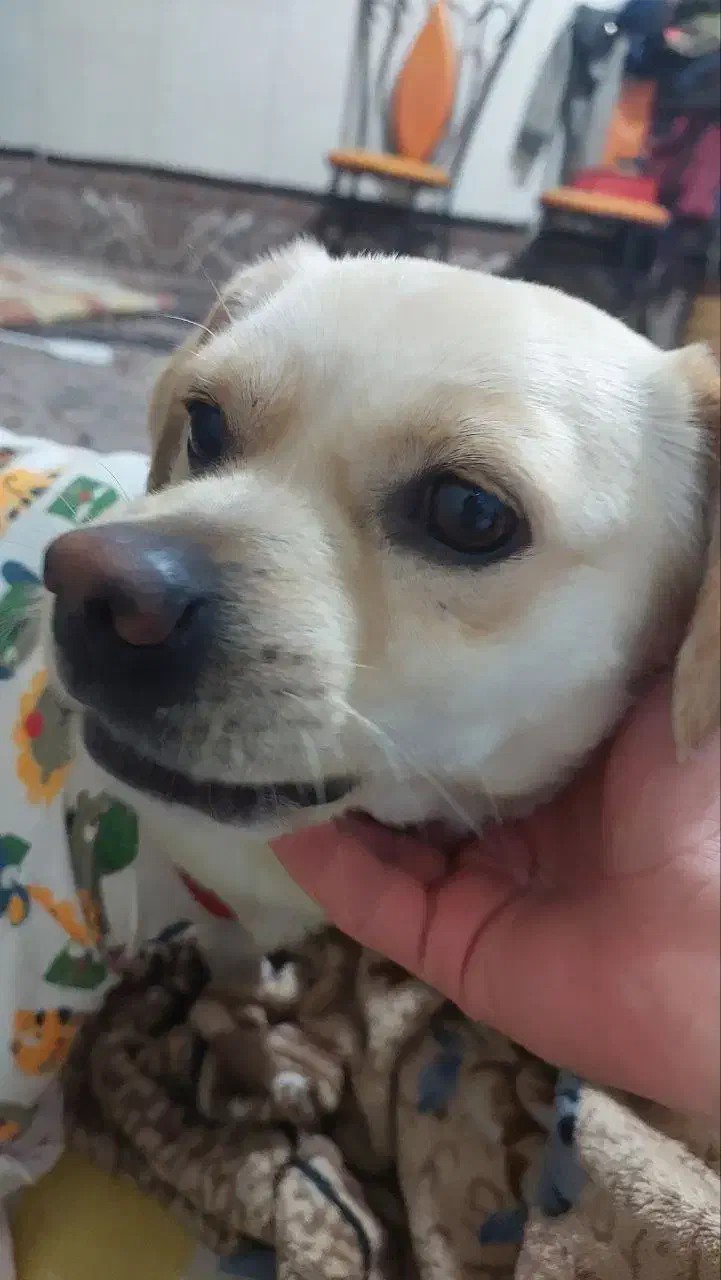 سگ گمشده|حیوانات|قم, ولیعصر|دیوار